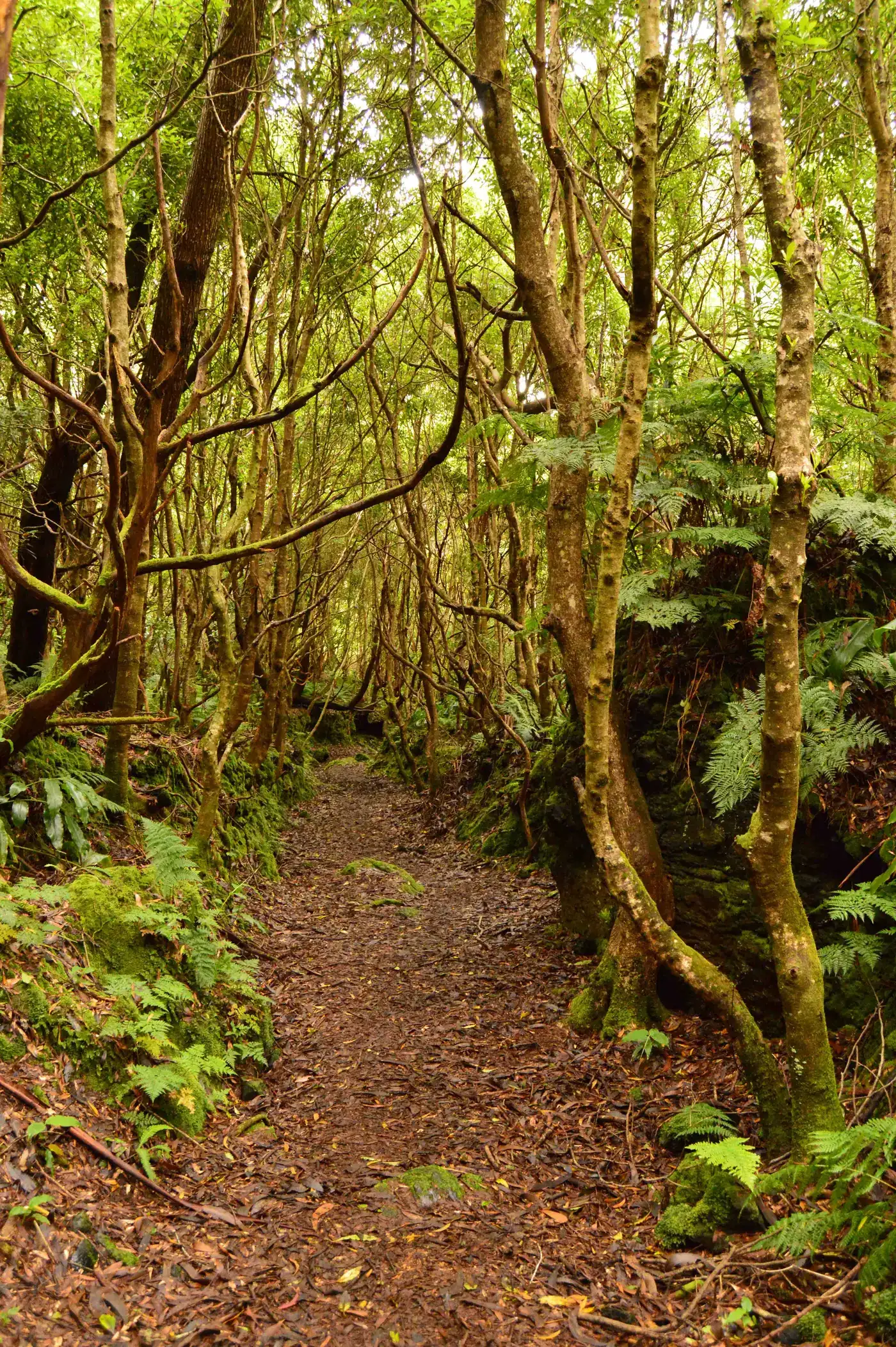 Caminhada da Lagoinha, fotografia 3